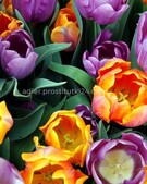 Анкета проститутки Раиса - метро Хамовники, возраст - 34