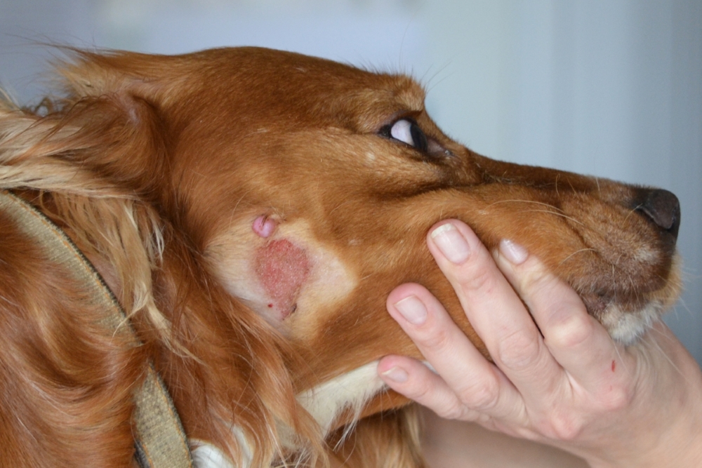 Самые распространенные кожные заболевания у собаки